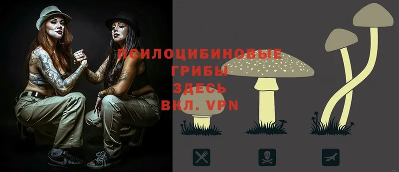 Галлюциногенные грибы Psilocybe  Дубна 